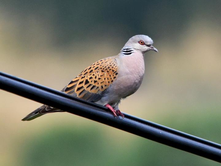 European Turtle Dove