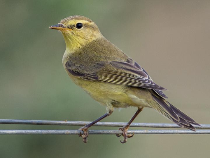 Willow Warbler