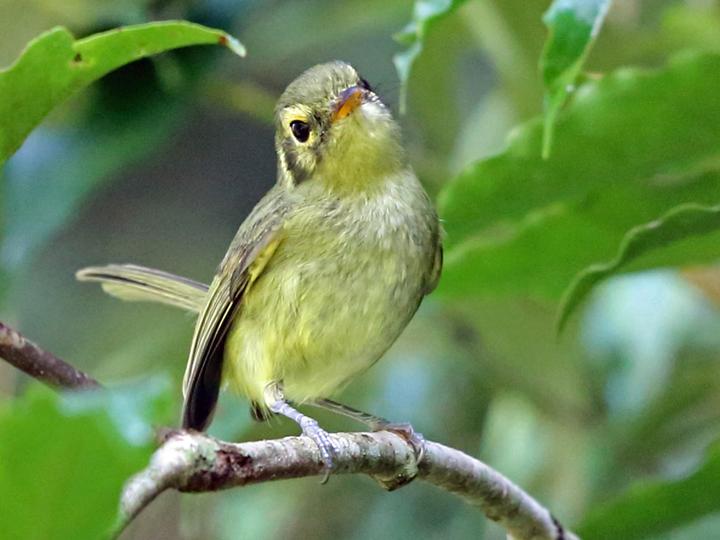 Oustalet's Tyrannulet