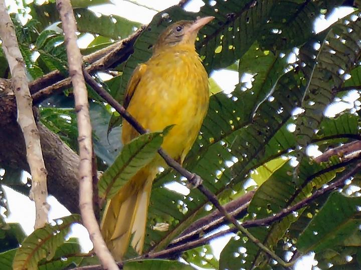 European Serin