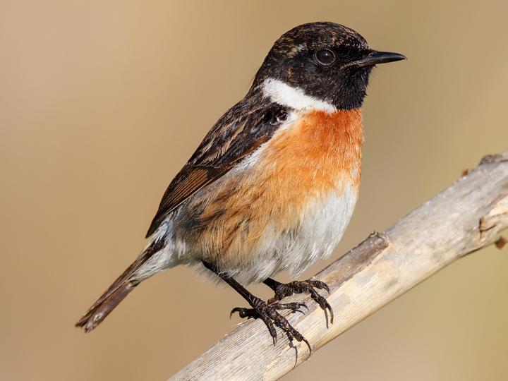 European Stonechat