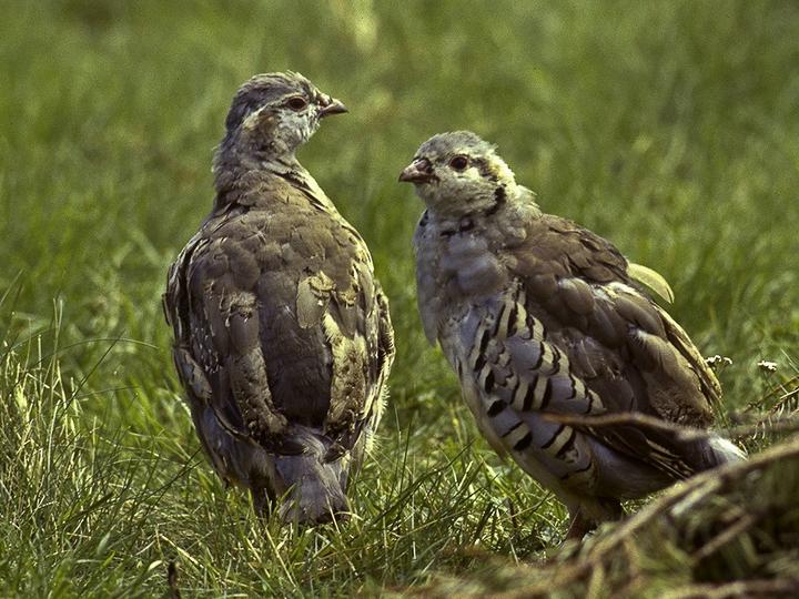 Rock Partridge