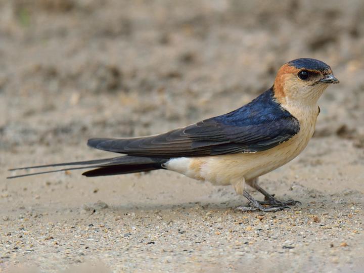 European Red-rumped Swallow