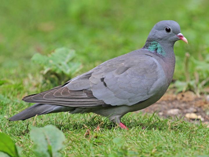 Stock Dove