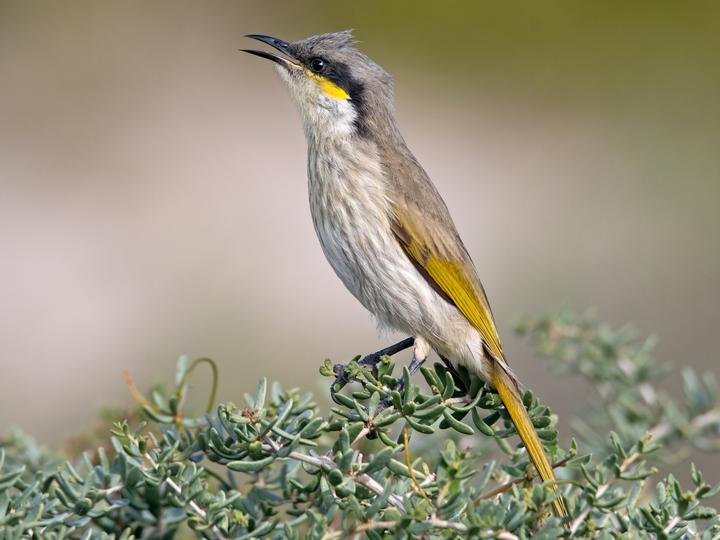 Singing Honeyeater