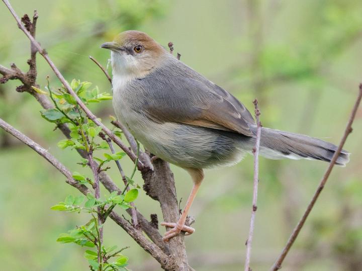 Singing Cisticola