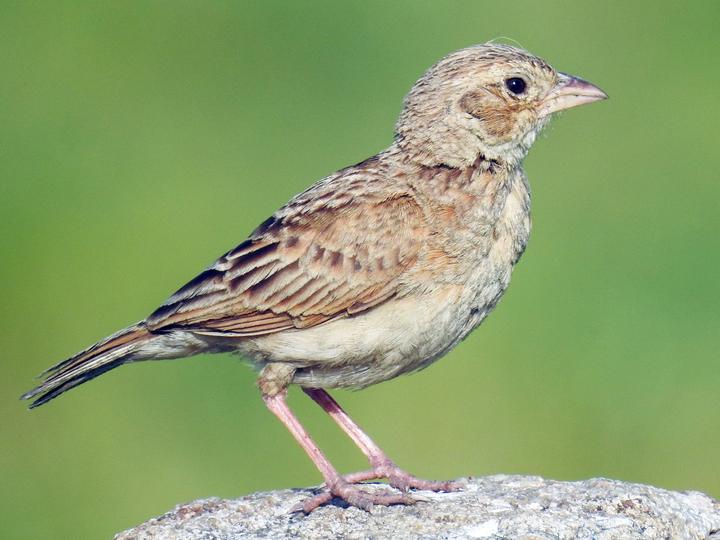 Singing Bush Lark