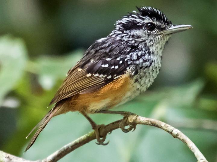 Guianan Warbling Antbird