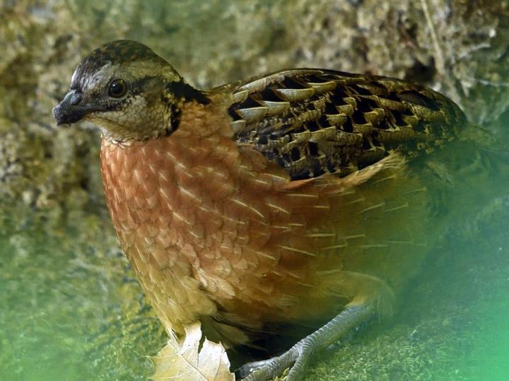 Singing Quail