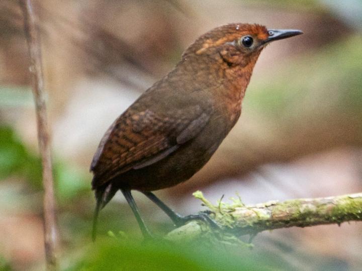 Musician Wren