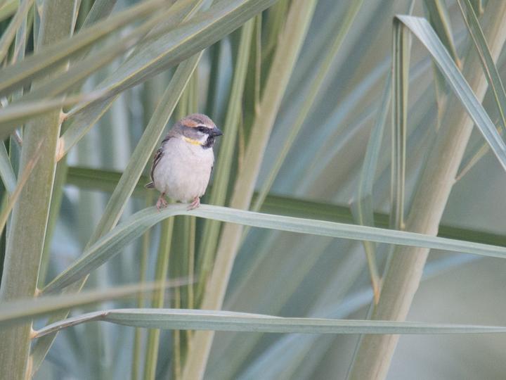 Dead Sea Sparrow