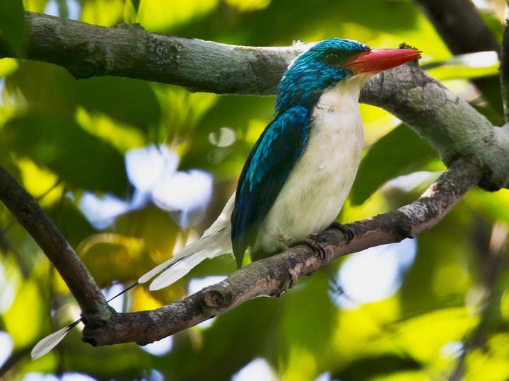 Biak Paradise Kingfisher