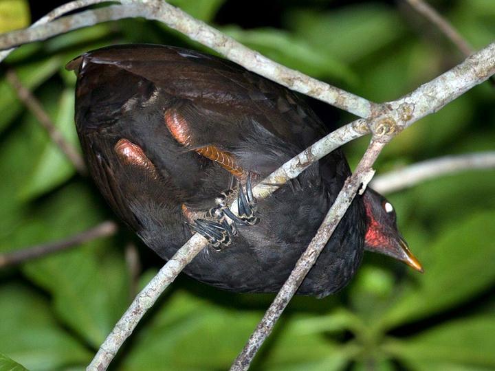Biak Scrubfowl
