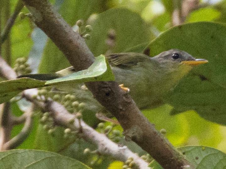 Biak Leaf Warbler