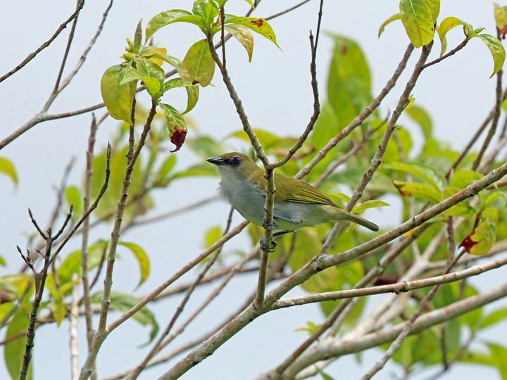 Biak White-eye