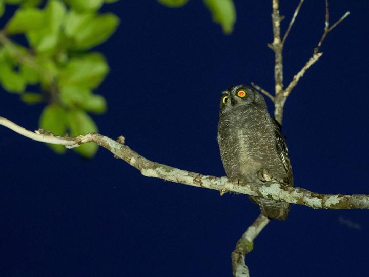 Biak Scops Owl