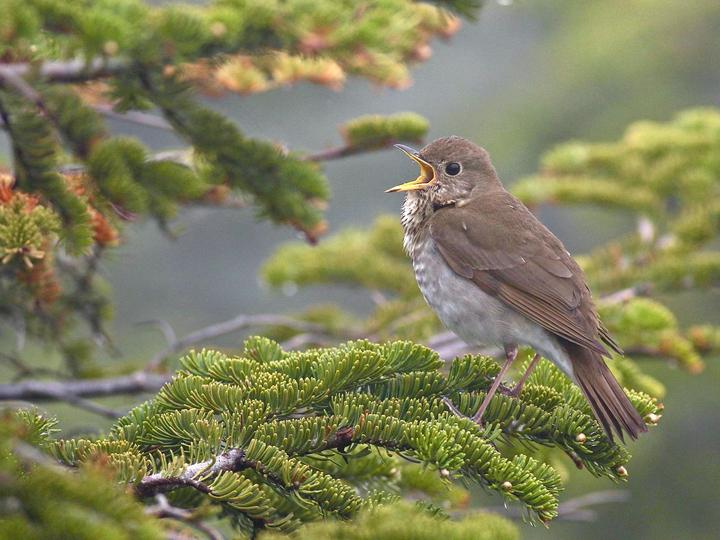 Bicknell's Thrush