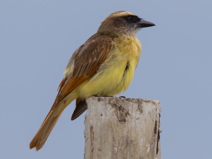 Baird's Flycatcher