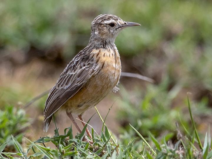 Beesley's Lark