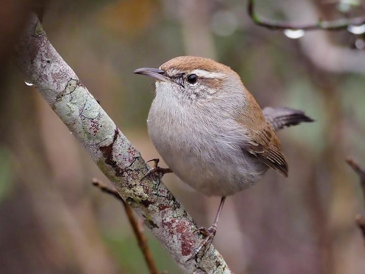 Bewick's Wren