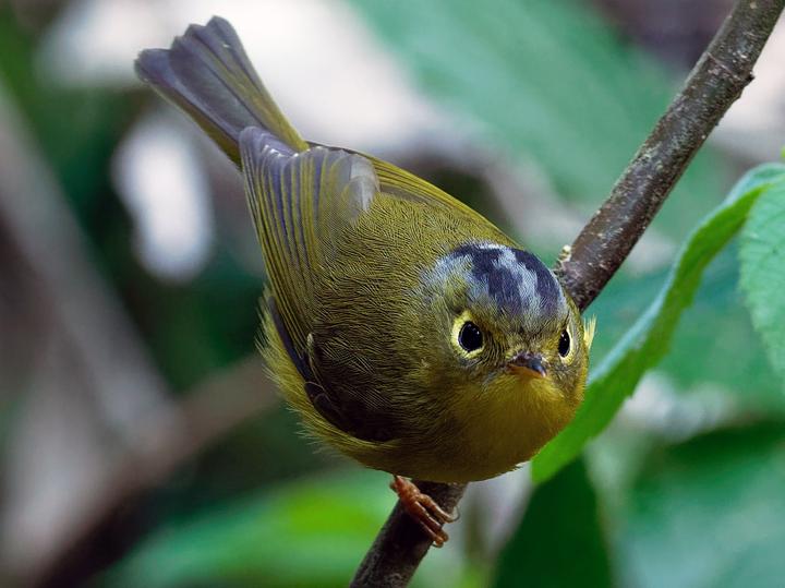 Bianchi's Warbler