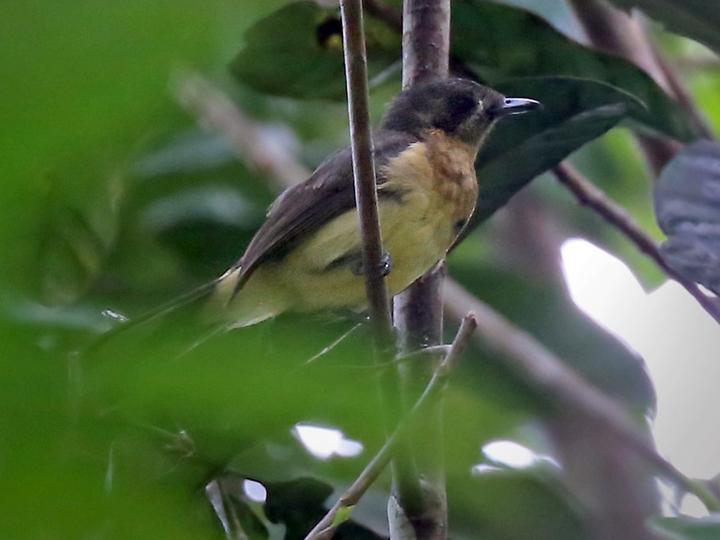 Biak Monarch