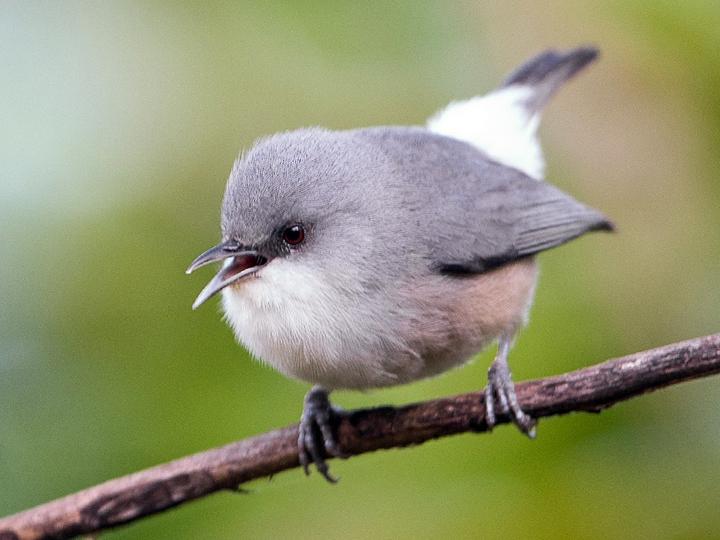 Mauritius Grey White-eye
