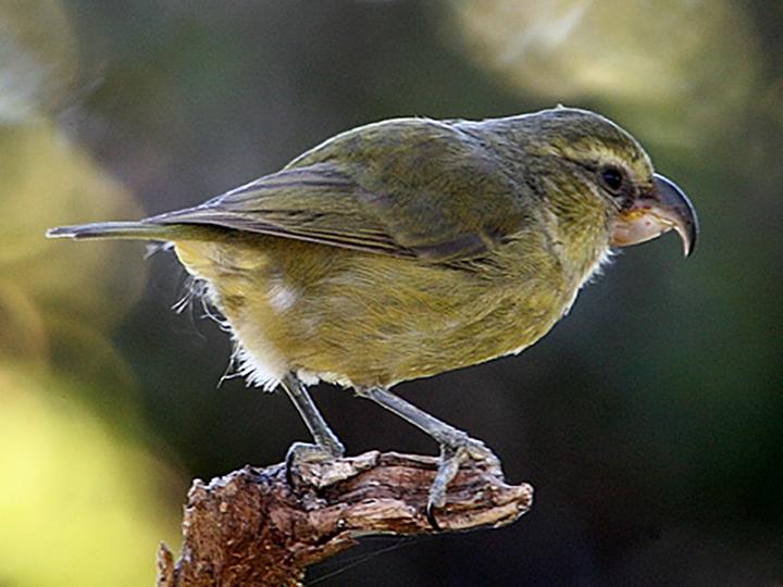 Maui Parrotbill