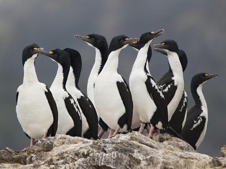 New Zealand King Shag