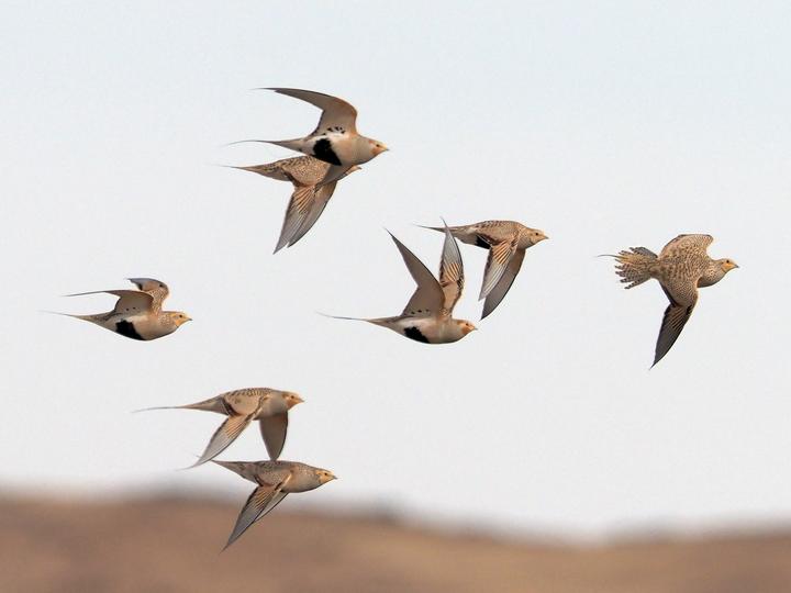 Pallas's Sandgrouse
