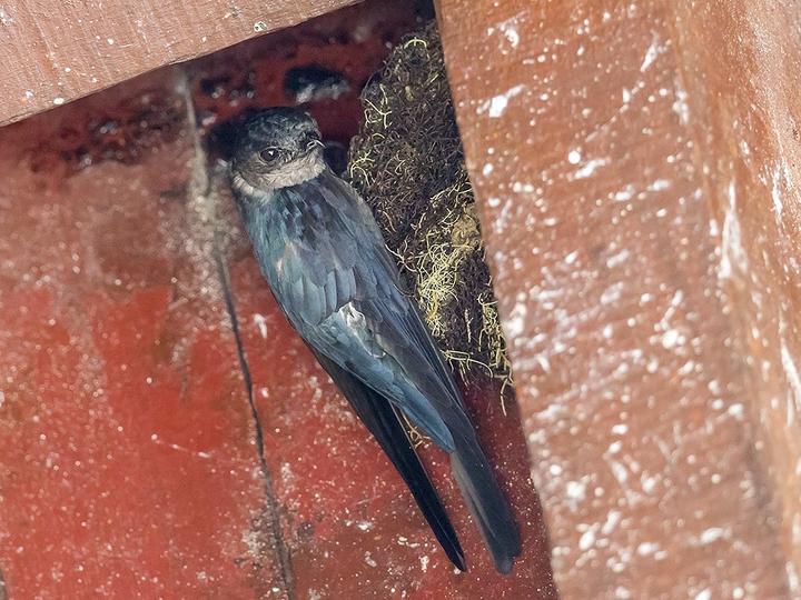 Plume-toed Swiftlet