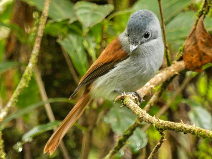 Mascarene Paradise Flycatcher