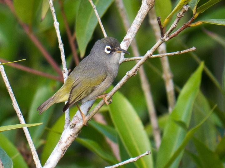 Mauritius Olive White-eye