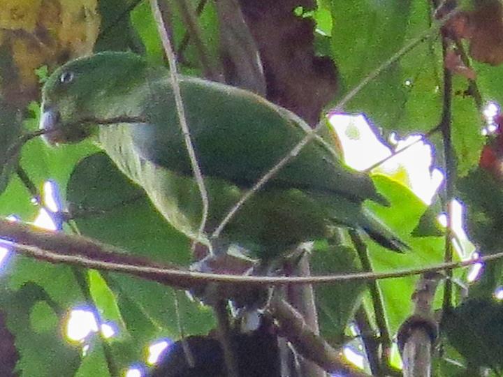 Mindoro Racket-tail
