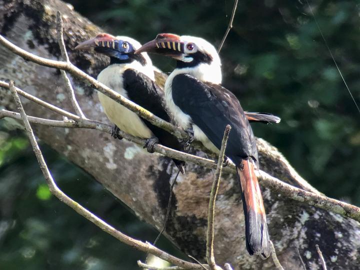Mindoro Hornbill