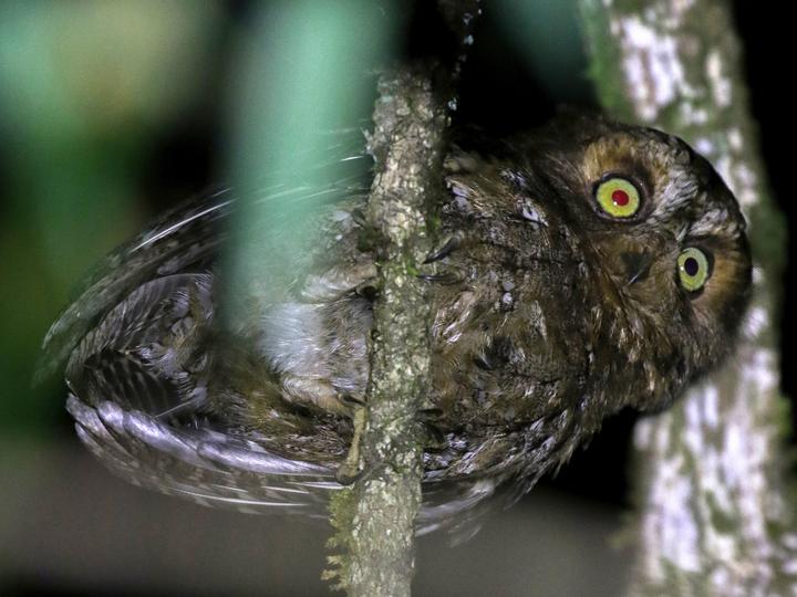 Mindoro Scops Owl