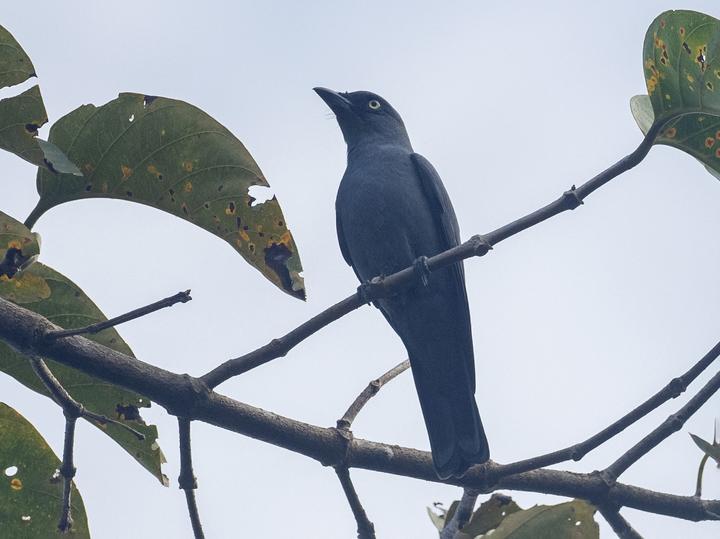 Mindoro Cuckooshrike