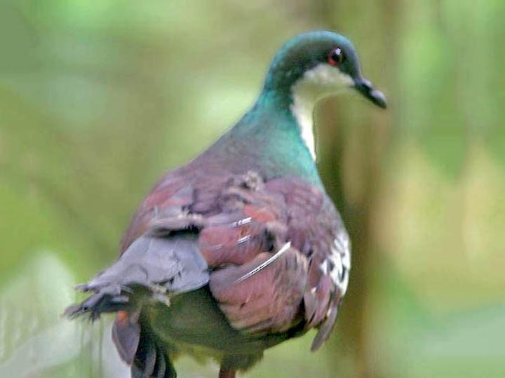 Mindoro Bleeding-heart