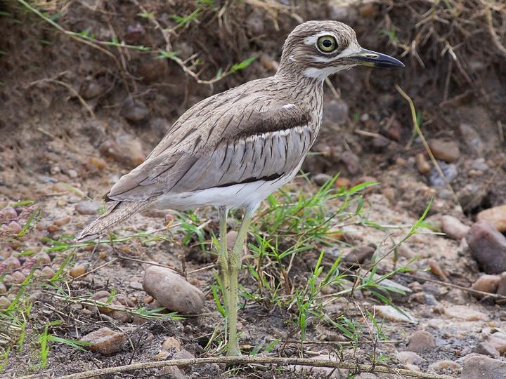 Water Thick-knee
