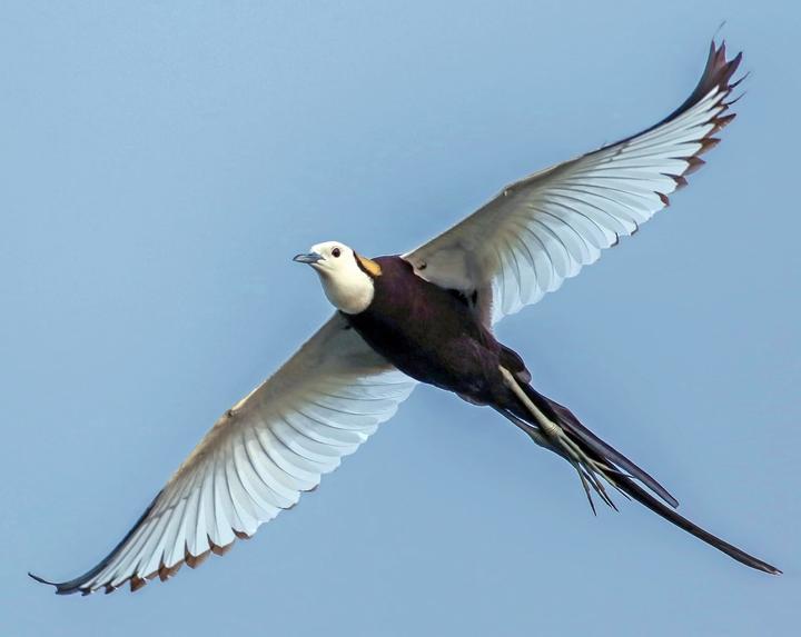 Pheasant-tailed Jacana