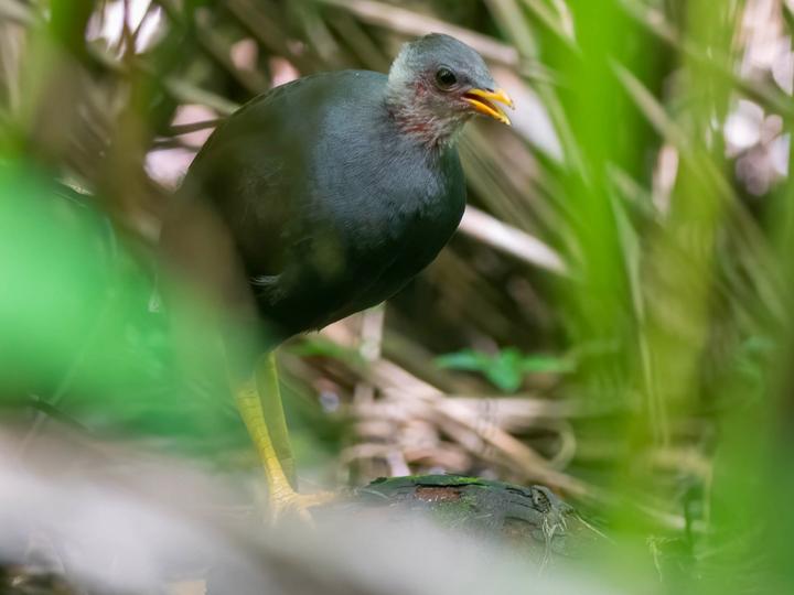 Tongan Megapode
