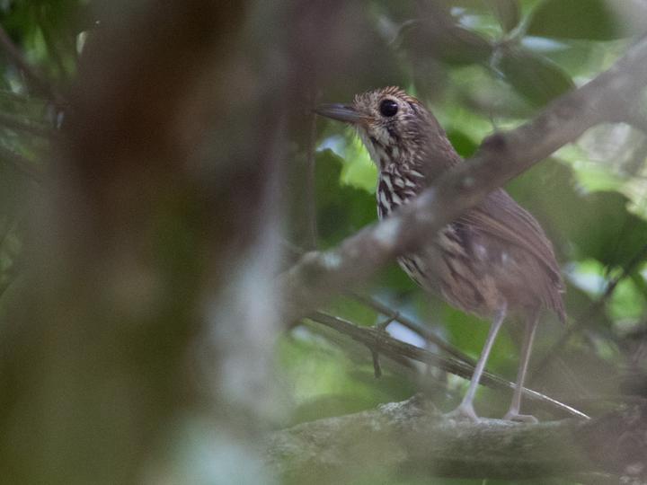 Watkins's Antpitta