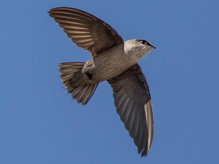 Vaux's Swift