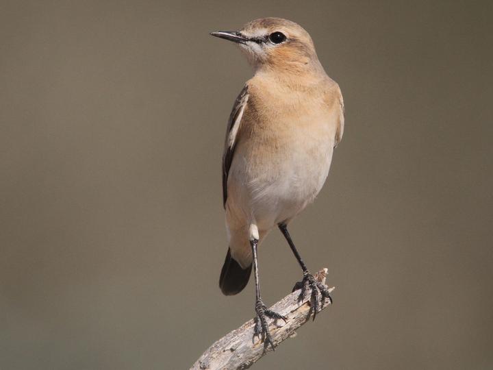 Isabelline Wheatear