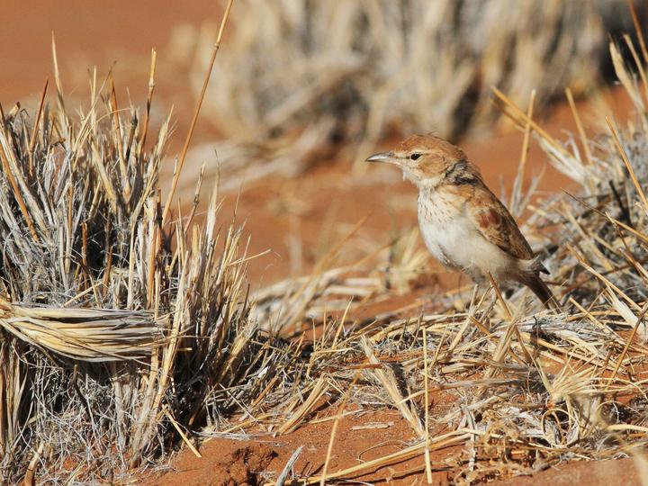 Dune Lark