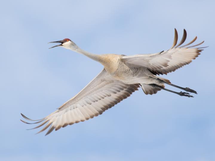 Sandhill Crane
