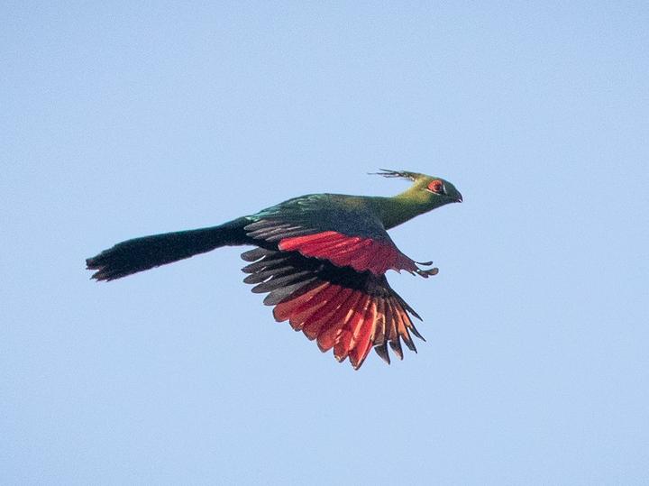 Schalow's Turaco