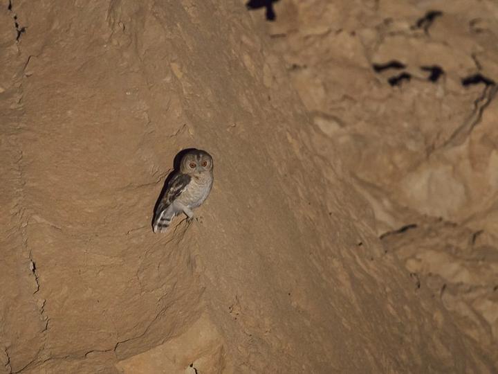 Desert Owl