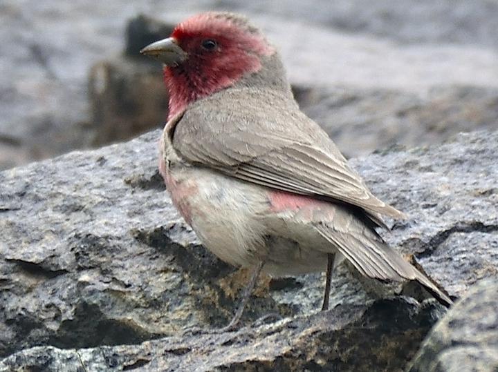 Pale Rosefinch