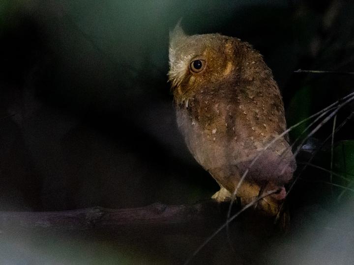 Sandy Scops Owl